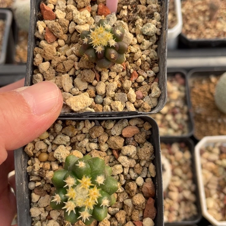 丸***酱实生短刺金虎0404
