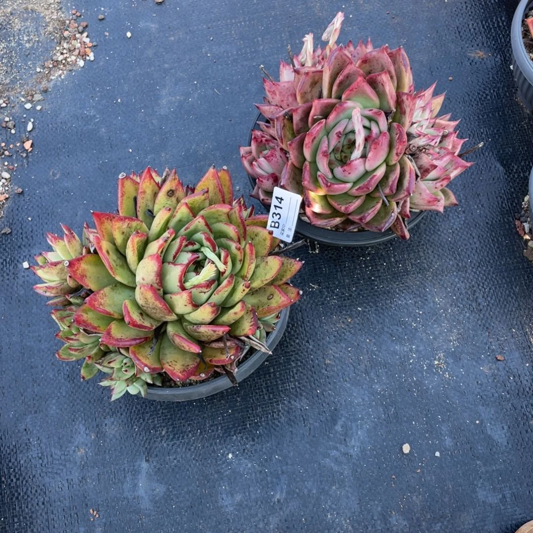 无花朵若如东云单拍B314