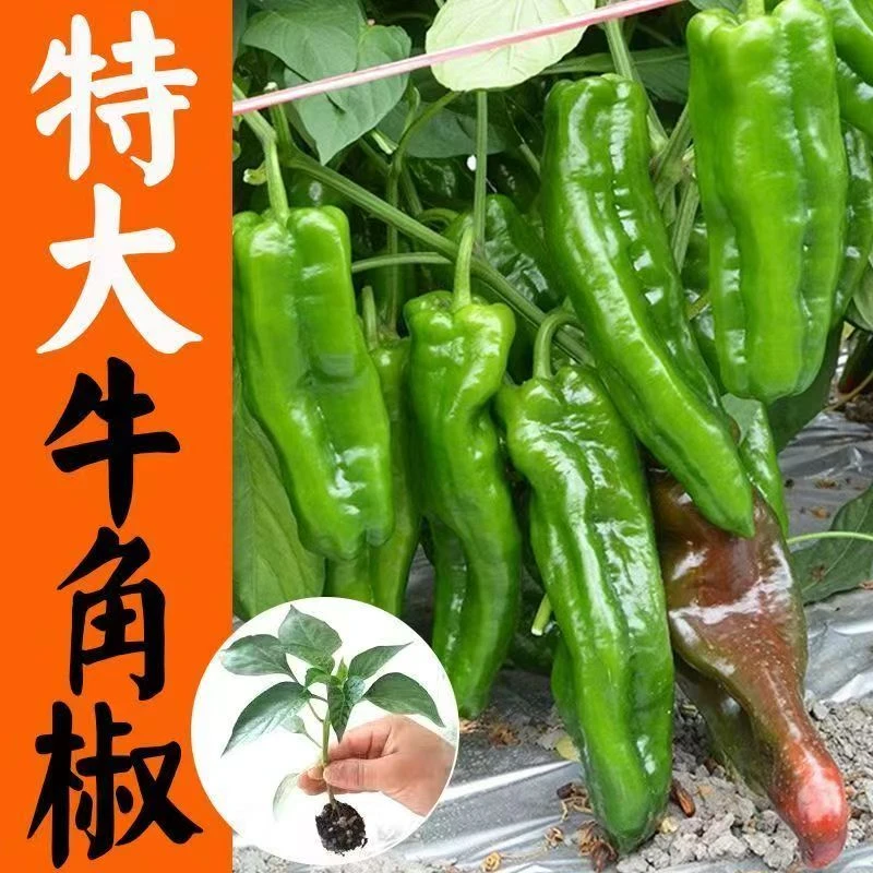 寿光大果牛角椒秧苗果肉厚实庭院阳台种植