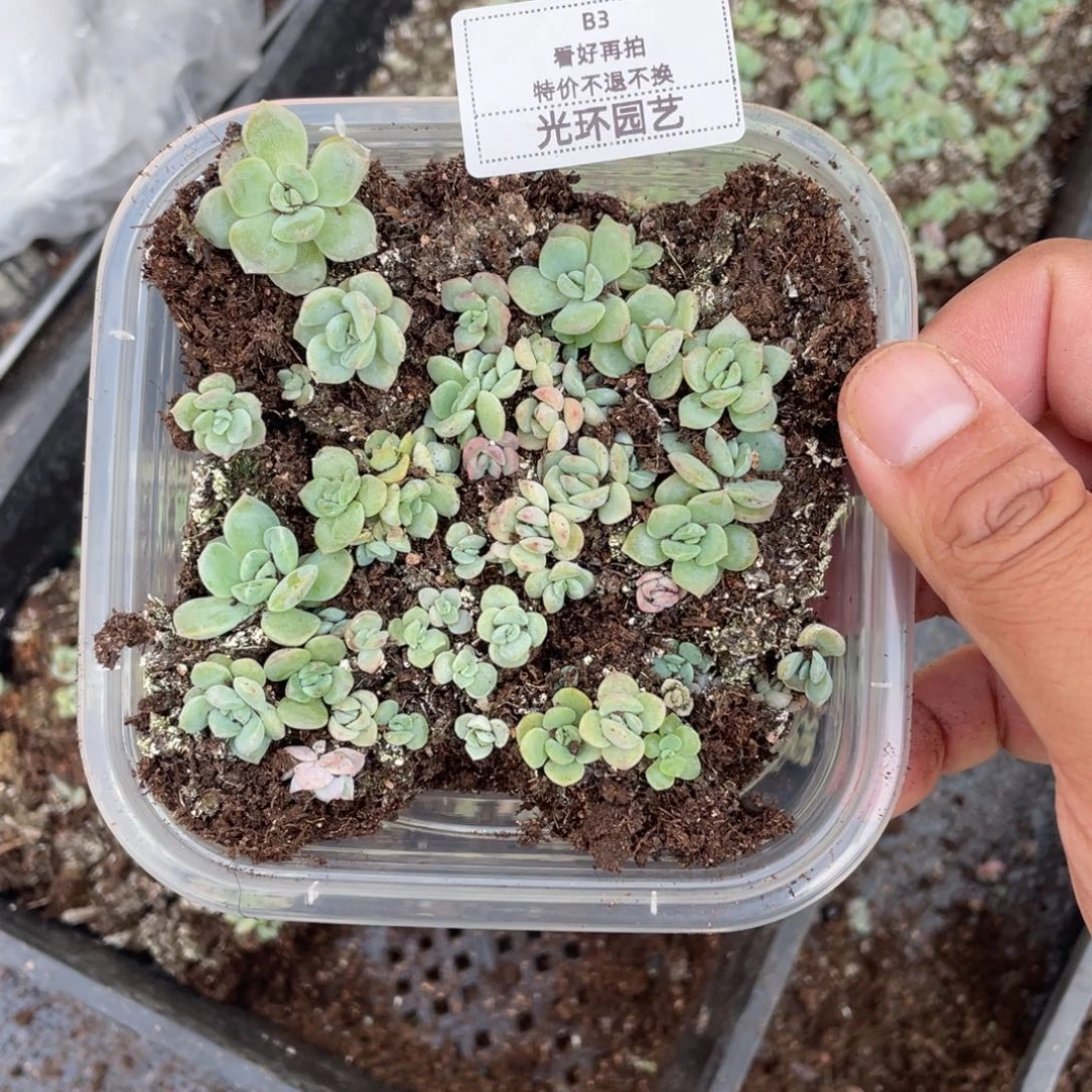 b3欧泊切糕特价福利