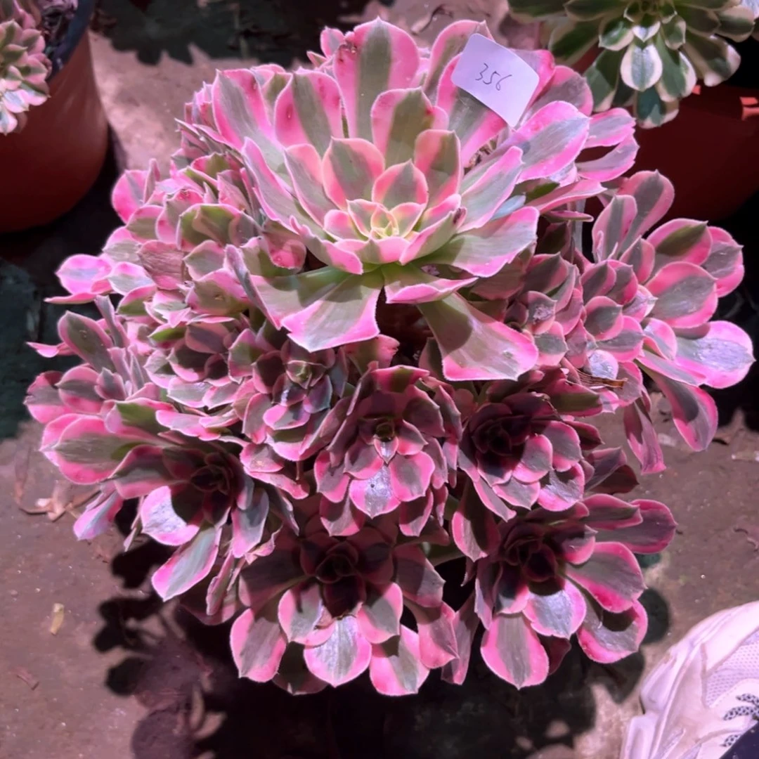 多肉植物女郎00356