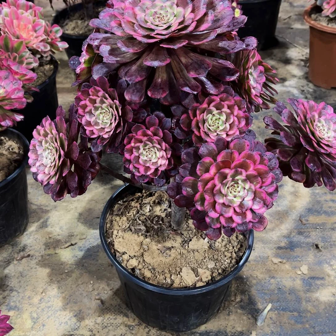 花*子多肉植物210黑天使