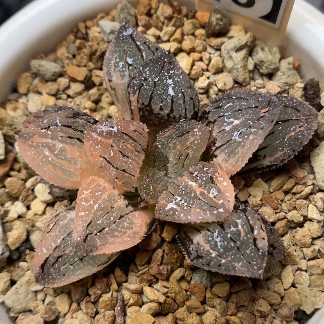 37具味城锦一物一拍