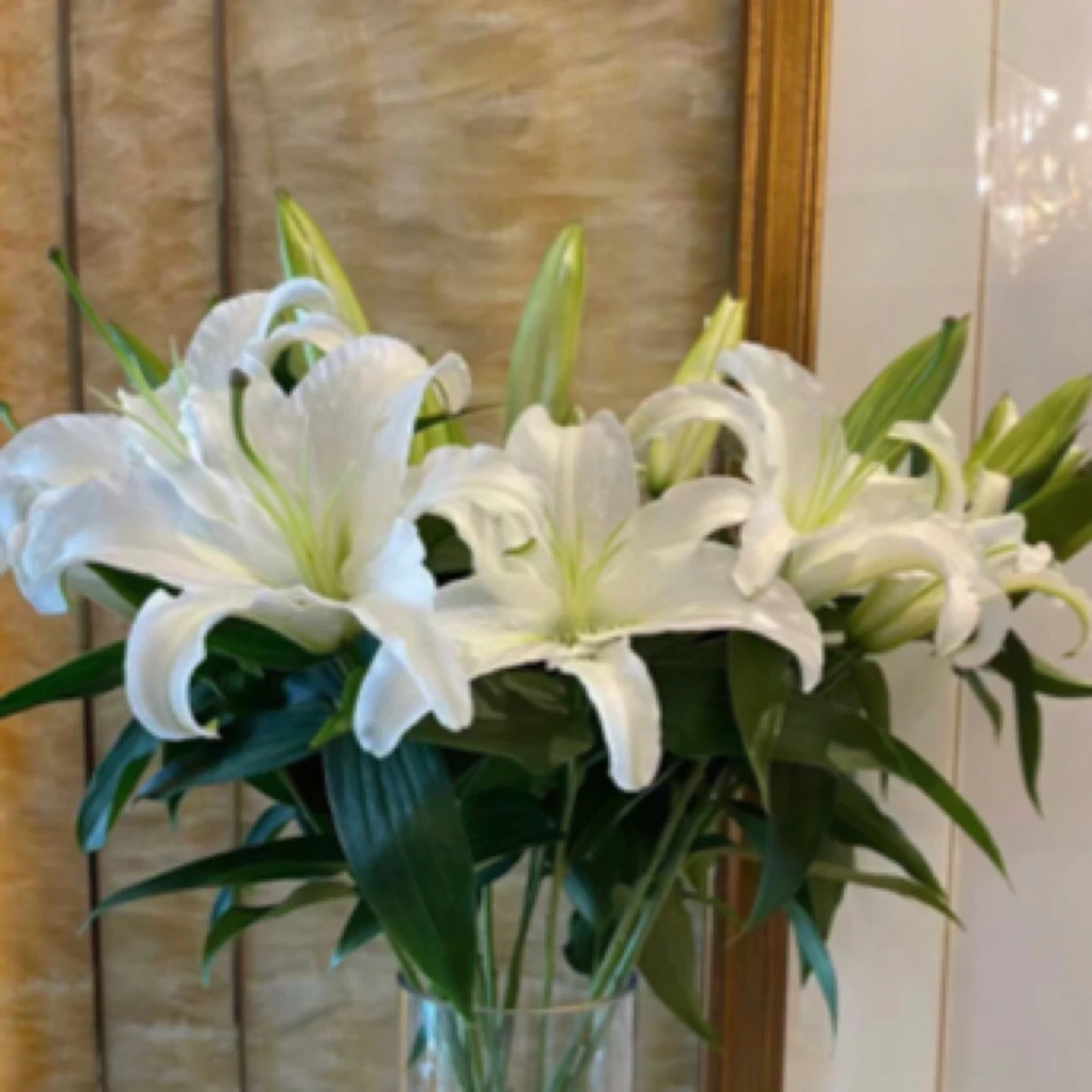 白百合 12个头装多头香水百合一单包邮