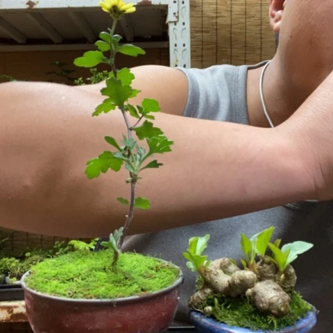 红陶一物一拍所见即所得11