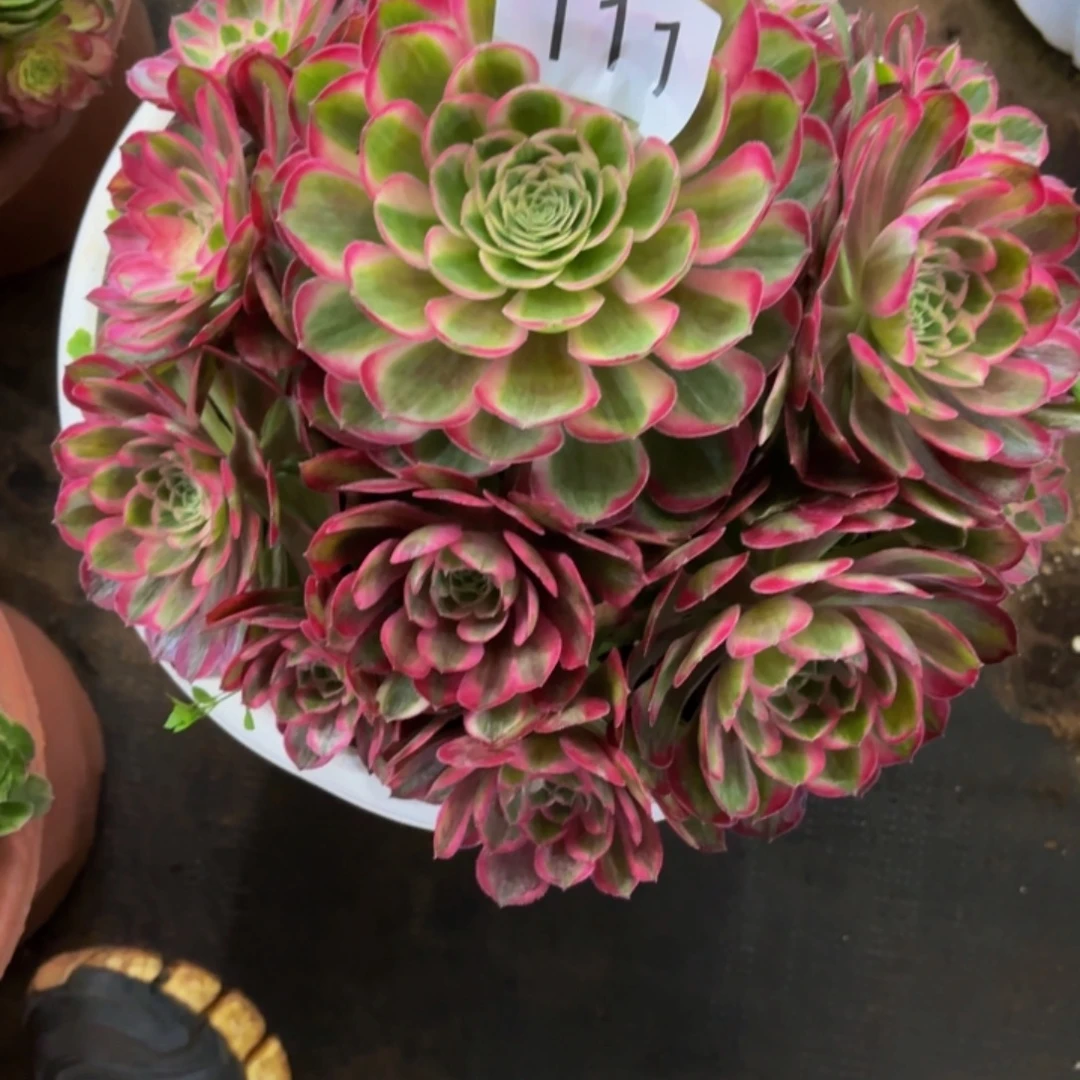 哈哈多肉葡萄福利多多111