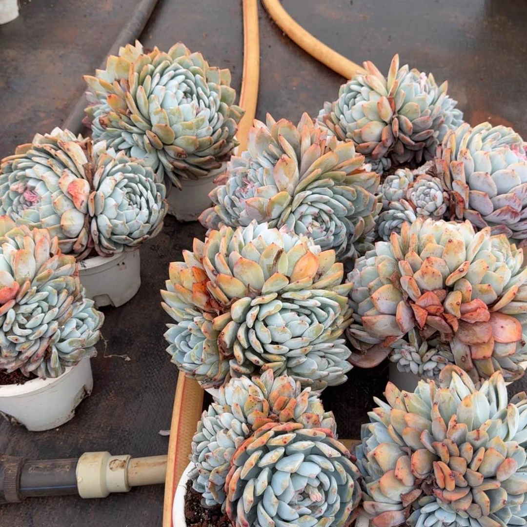 5头白盆橙梦路多肉植物