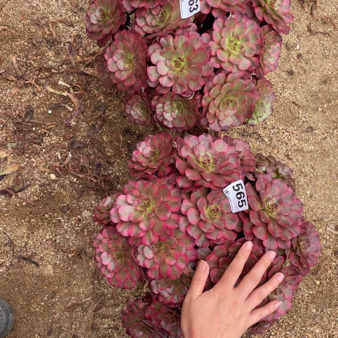 /***/563565美姬多肉植物
