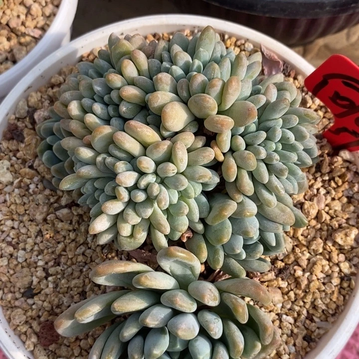 向*我是真的很喜欢