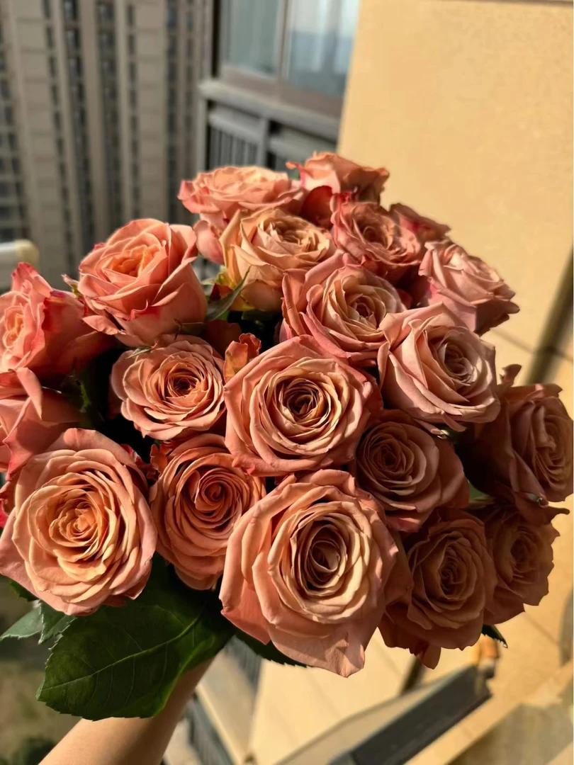 卡布奇诺玫瑰10枝+爱丽丝多头玫瑰5枝+任意单头康乃馨20枝+配草