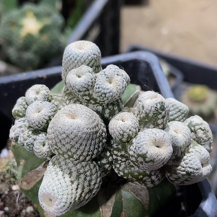 无花朵福利小人帽缀化群449