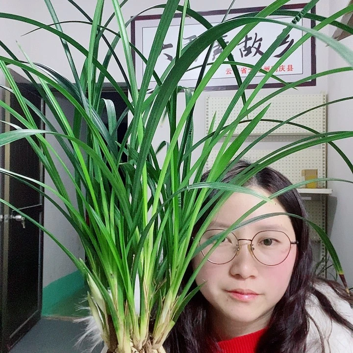 完全开放大雪素大雪素