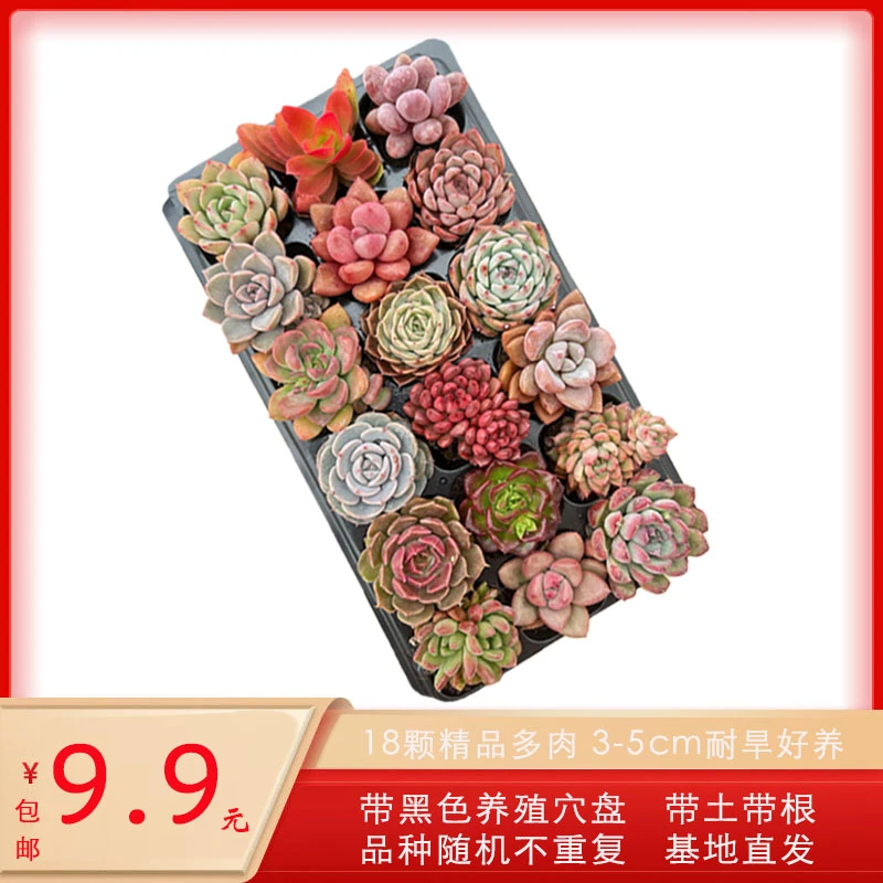 【二弟专属】18颗福利款精品带穴盘随机不重复种好栽好带盘带土多肉