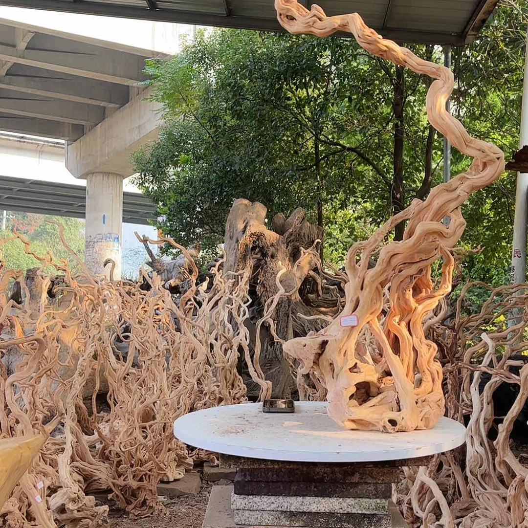 用***9木杜鹃根也是很喜欢这个节目