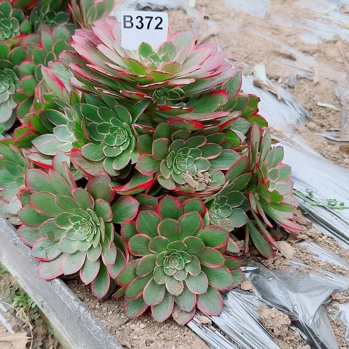 粉花妖372万圣节变异