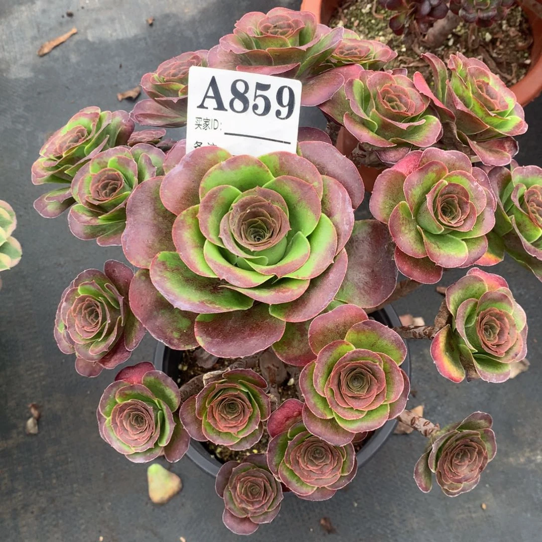 魅金玫瑰859法师多肉植物3500000