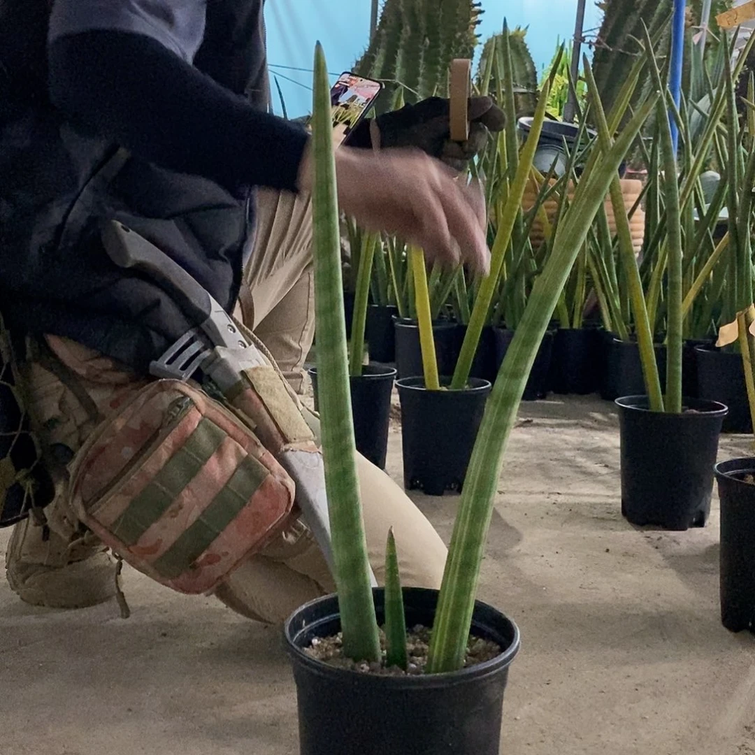 娜***生27号拍品。