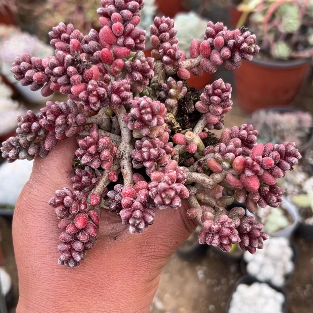 用****8多肉植物多肉植物