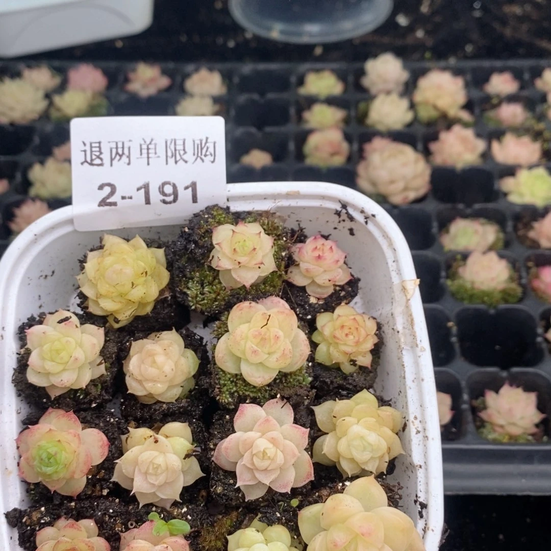 @***情2-191 新疆西藏内蒙不发其他一单包邮两到三公