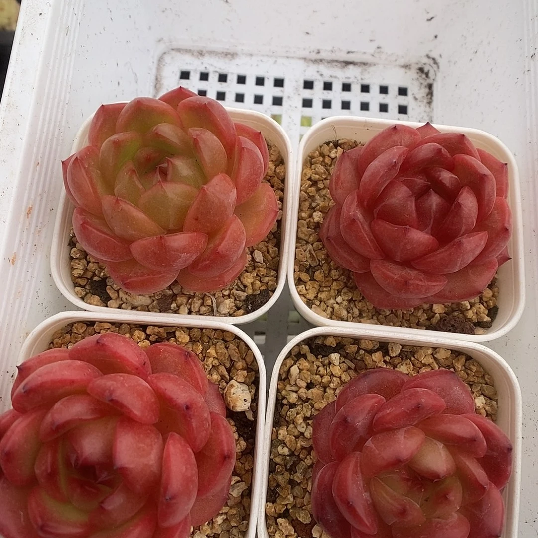 一物一拍一物一拍925-175