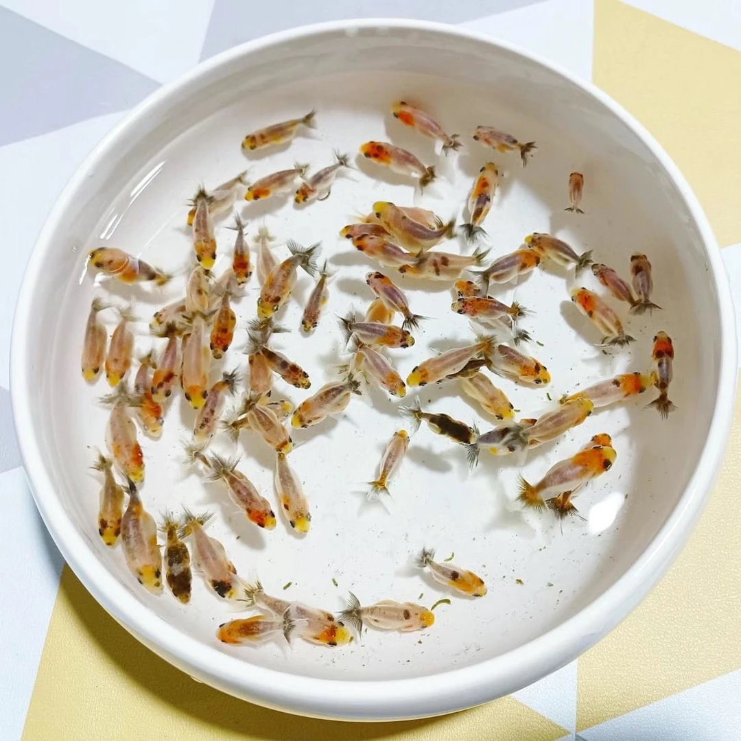 兰寿鱼苗（八轮精挑）顺丰到付 具体发货以直播间为准