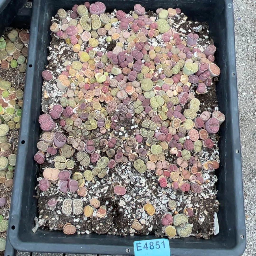 挑***线4851福利筐不售后