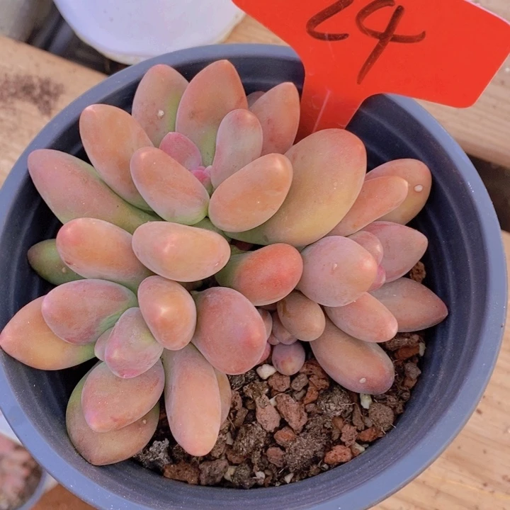 这个我就知道这点