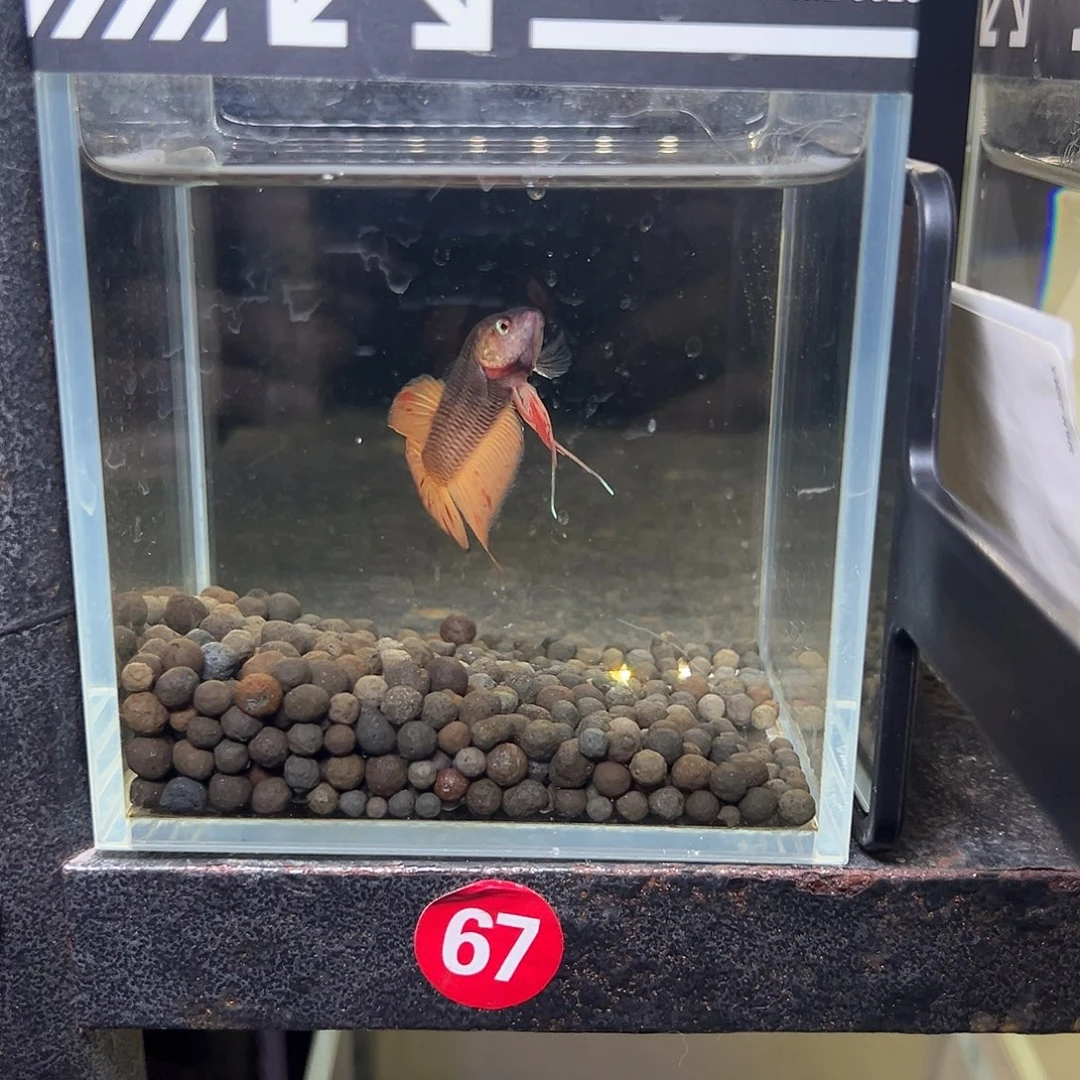 海水鱼泰国斗鱼原斗73号