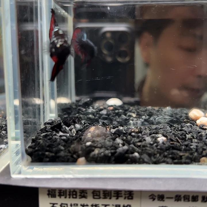 斗鱼竞拍跑单拉黑22日48