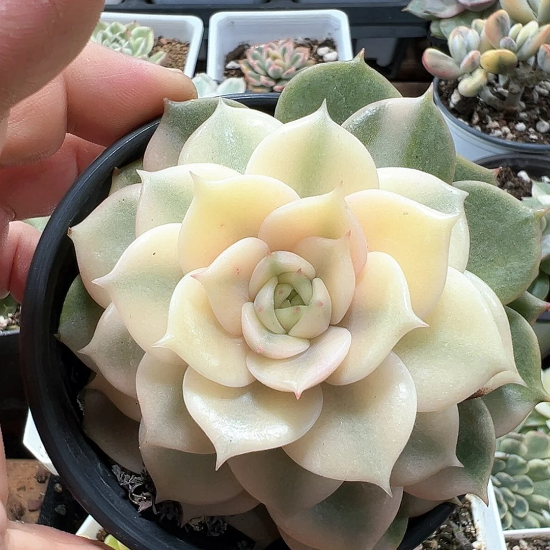 贝加尔湖锦 小方花圃一物一拍