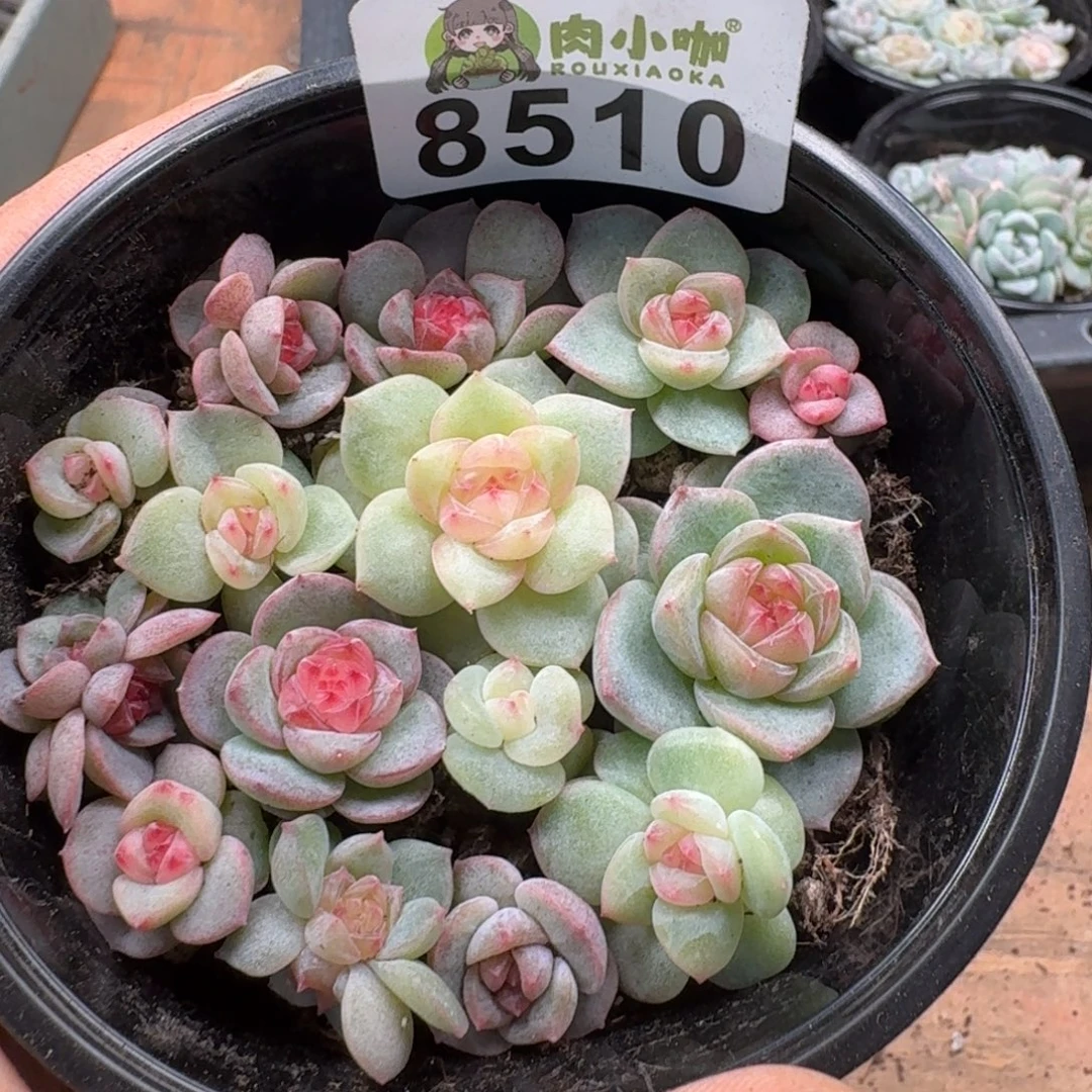 多肉植物多肉植物