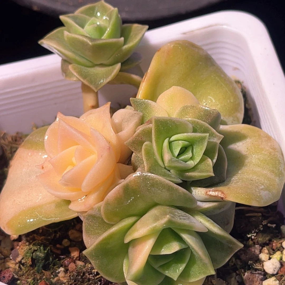 多肉可爱玫瑰锦底座6921