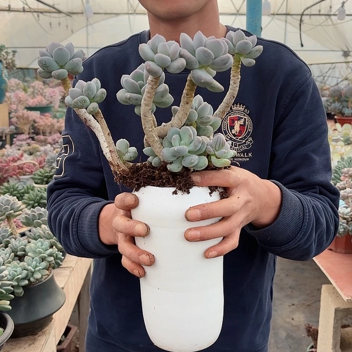 咖啡美人小号飘枝精品