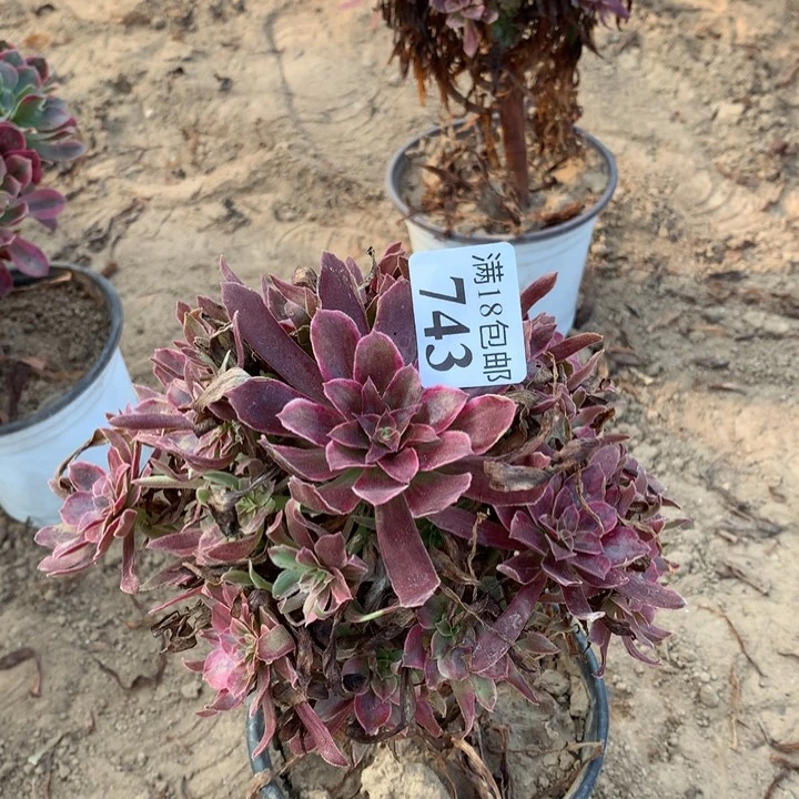 743蒙娜丽莎手捧2号