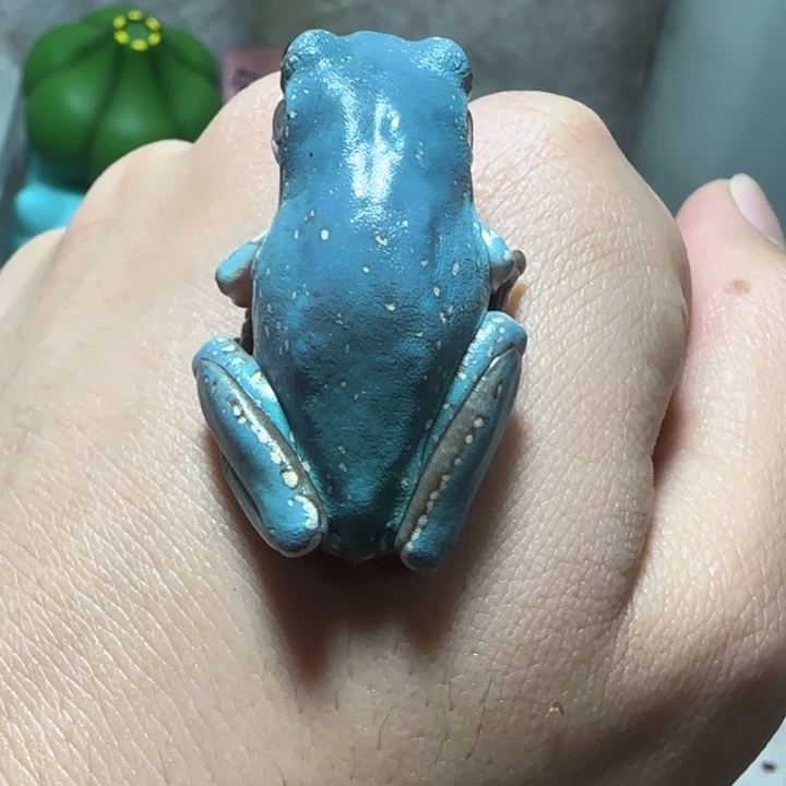 老爷树蛙14 魔鬼蓝微雪大白腿