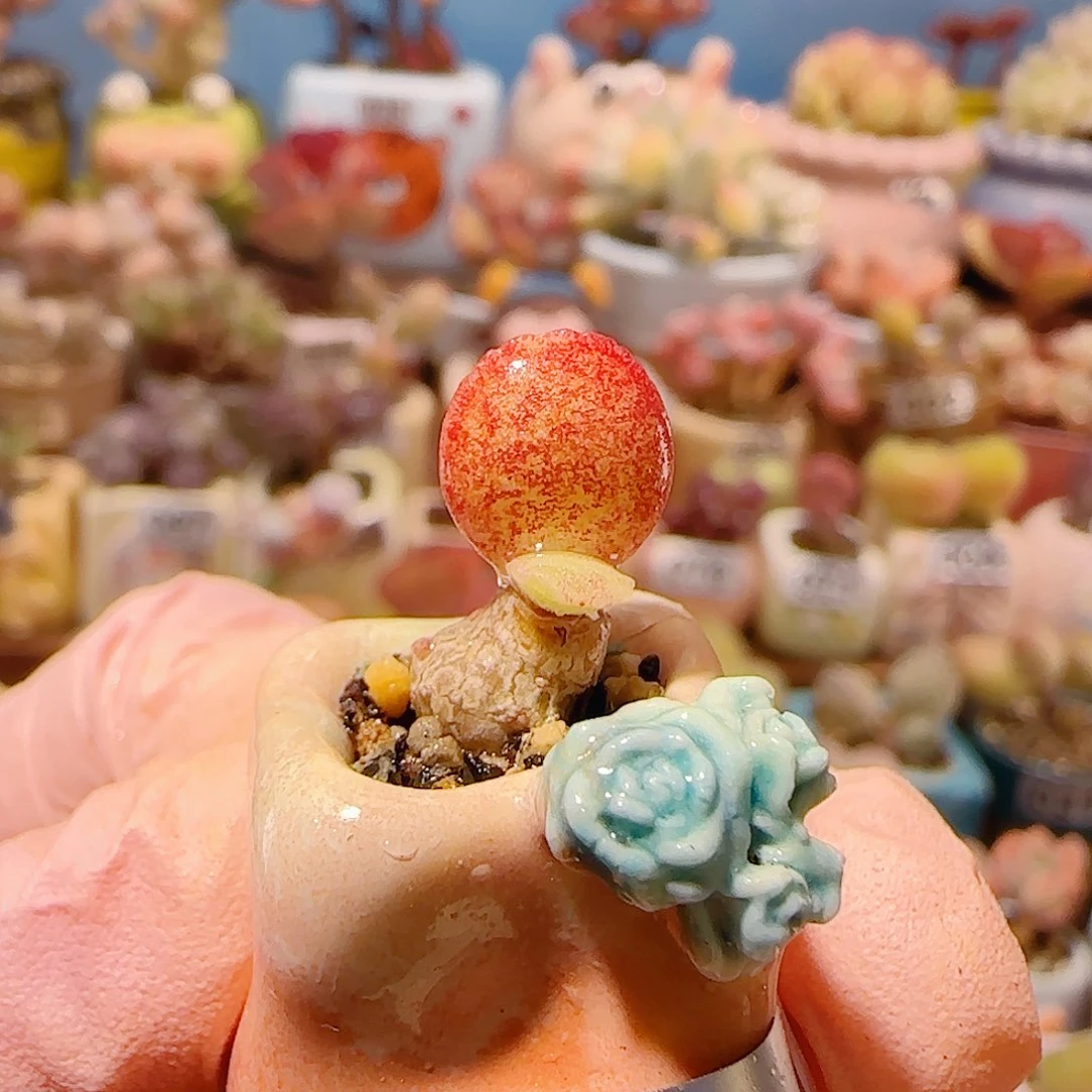 T厚叶红书提盆口1.5cm