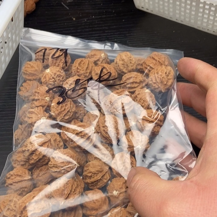 小核桃散籽72粒35元包邮