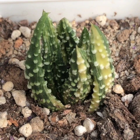 泪珠锦实生带盆发货哈哈哈