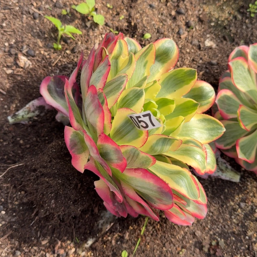 057多肉植物如意头歪