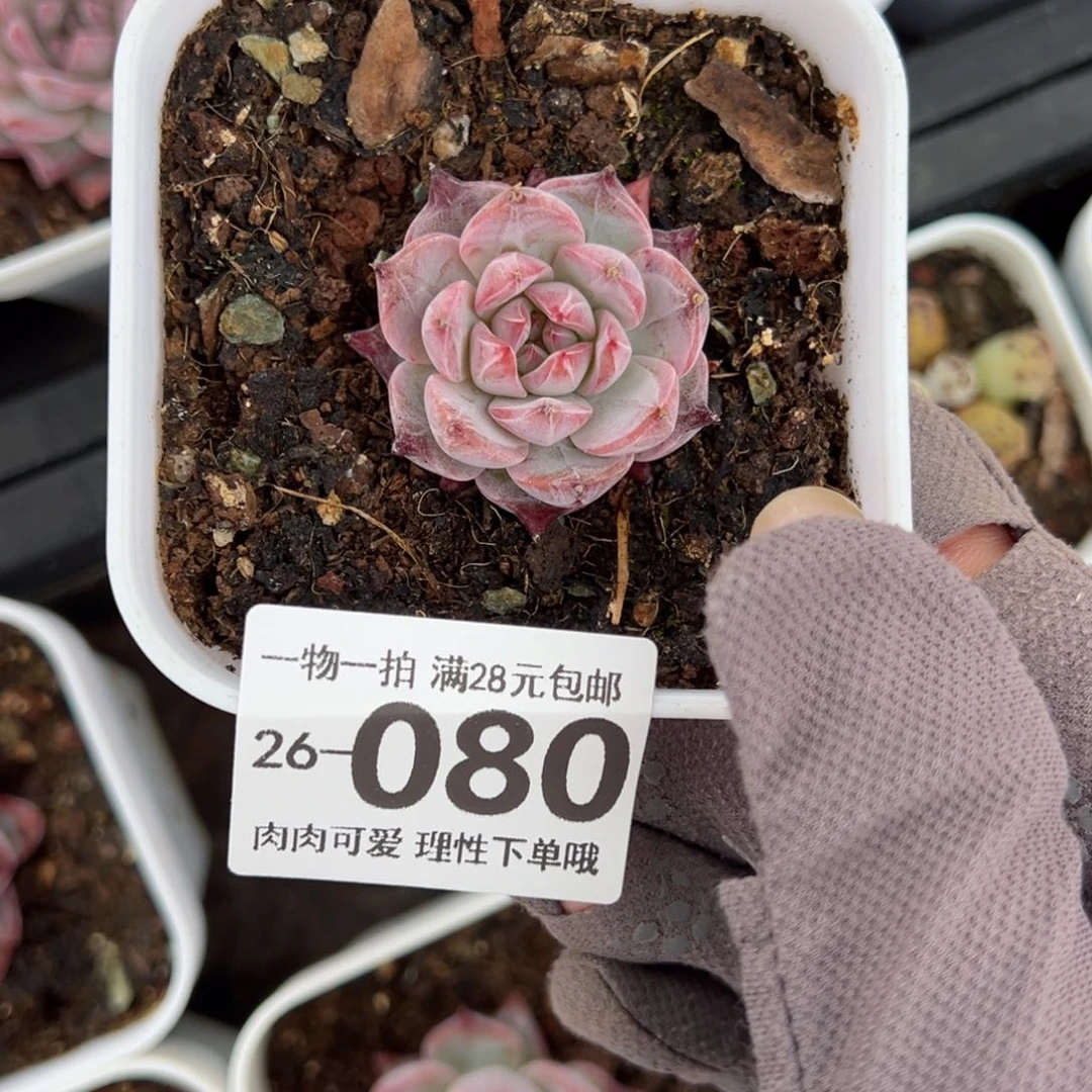 粉蓝鸟多肉多肉多肉多肉