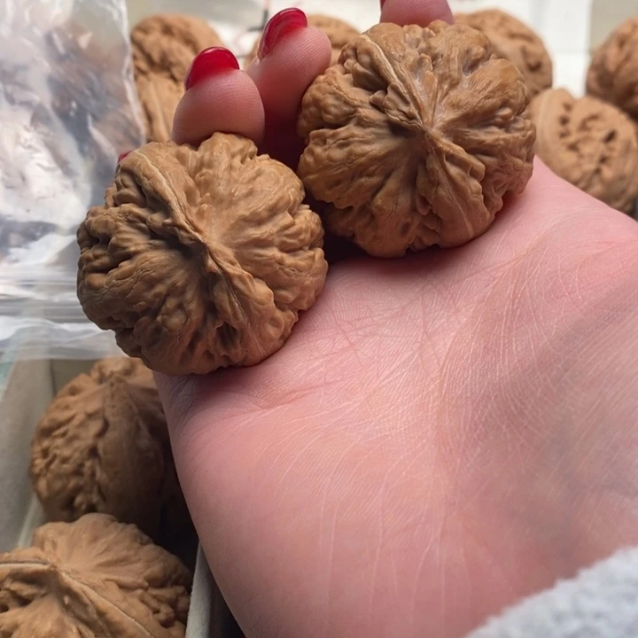 我***钱霸王龙全品无修一刀没动