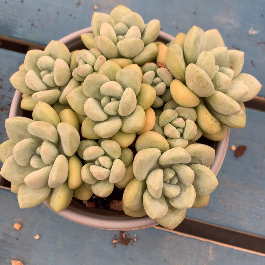 平头泡泡糖老桩开播福利