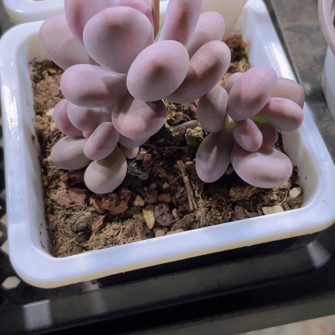 h***i大叶奶a080一物一拍