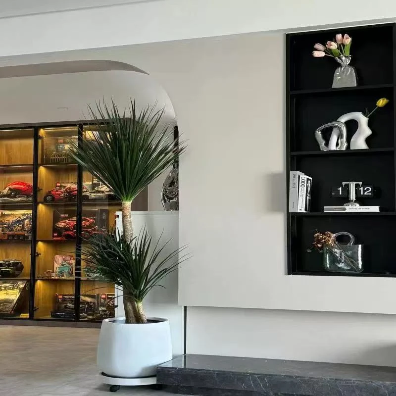 黑珍珠太空铁龙血树客厅绿植旺宅大型室内好养植物老桩龙须树盆栽