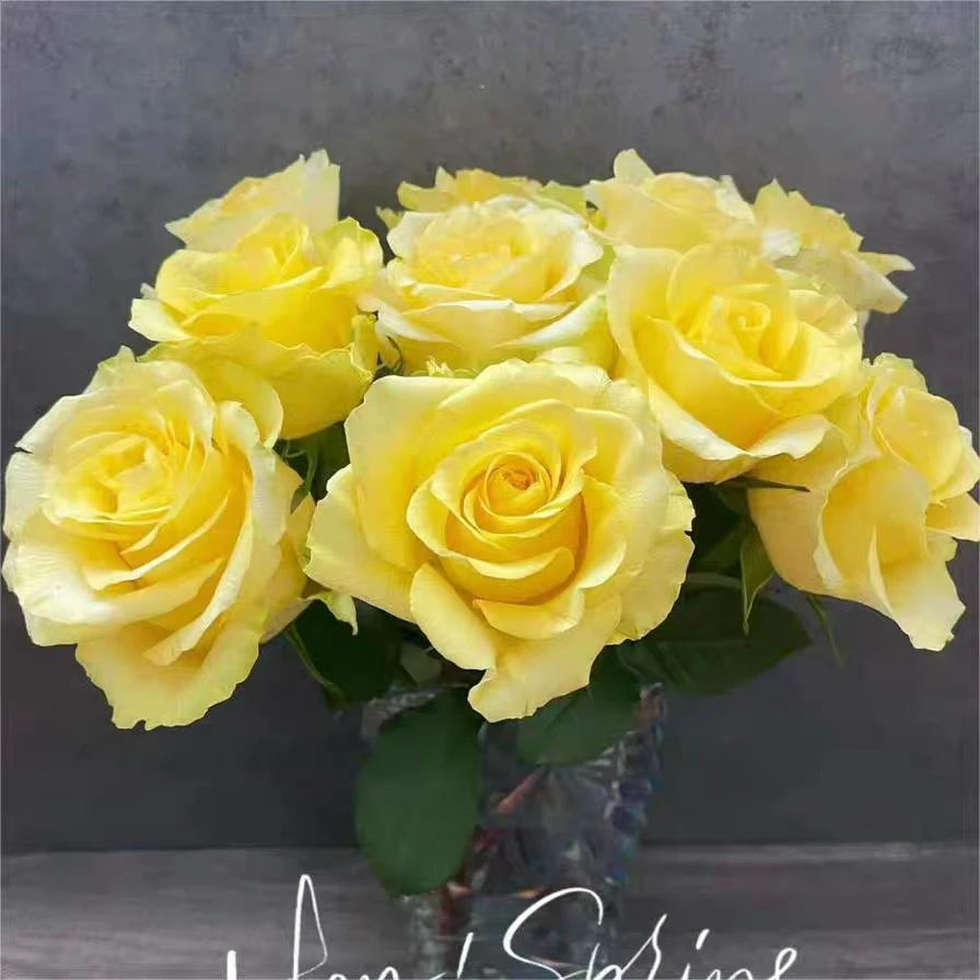 浪漫沙滩黄颜色玫瑰月季花卉 盆栽 阳台  好养春色满园月季园