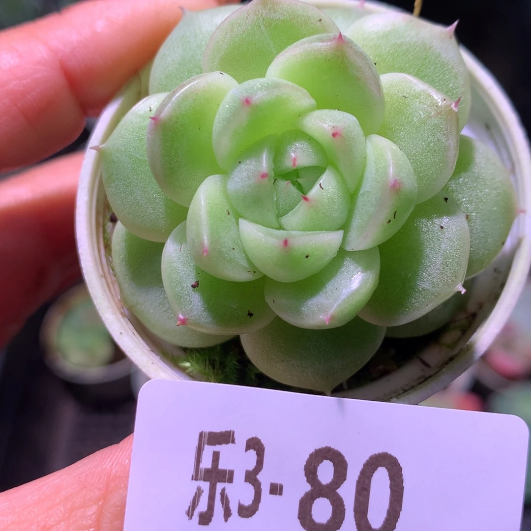 乐然 3-80 单头新品