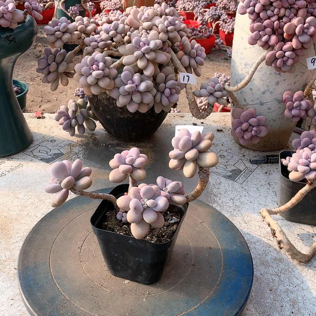 29一物一拍桃蛋老桩