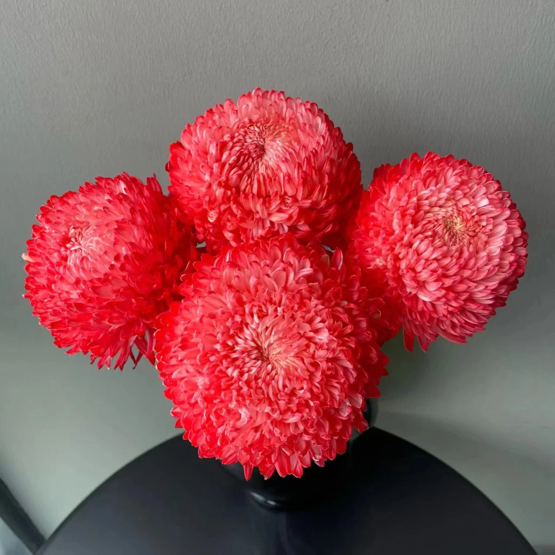 牡丹菊-西瓜红鲜花云南基地直发现采现发鲜切花