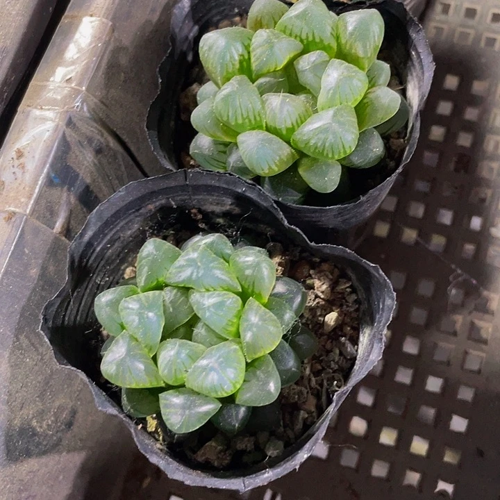 黑姬玉露2.8带哦土