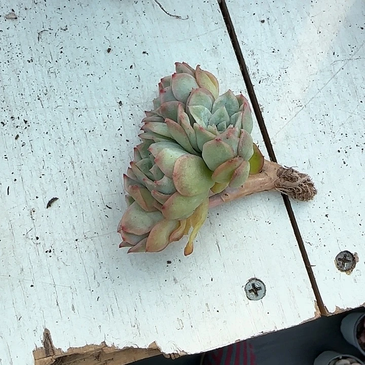 心****师青蛙王子儿童牙膏111